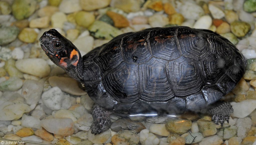 Absent Bog Turtle: Freshwater Ecology