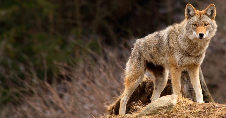 Absent Eastern Wolf: Temperate Mature Forest Ecology