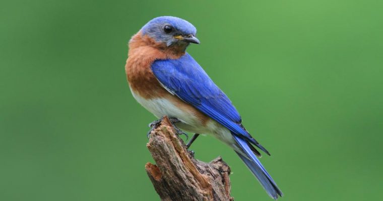 Absent Eastern Bluebird: Land Ecology
