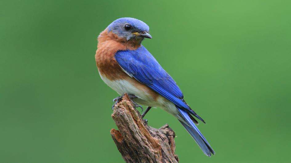Absent Eastern Bluebird: Land Ecology