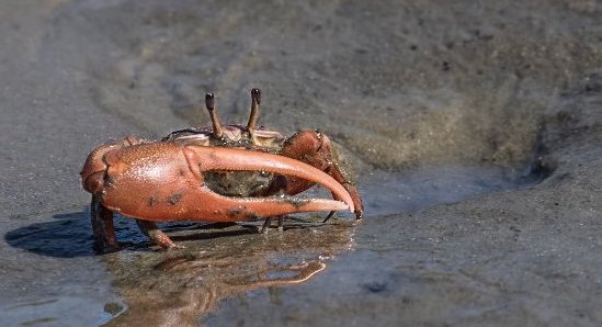 Imagining Fiddler Crab: Saltwater Ecology