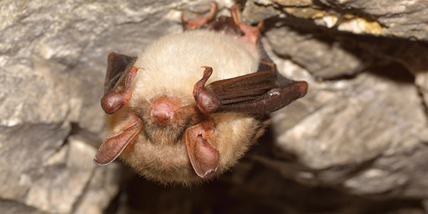 Absent Little Brown Bat: Terrestrial Caves Ecology