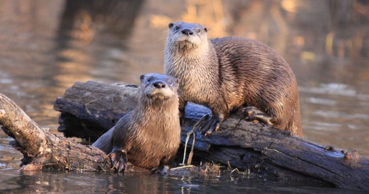 Imagining River Otter: Freshwater Ecology
