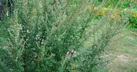 Artemisia_vulgaris_mugwort