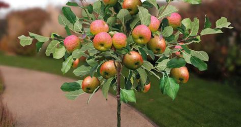 growing-apple-tree-in-pot